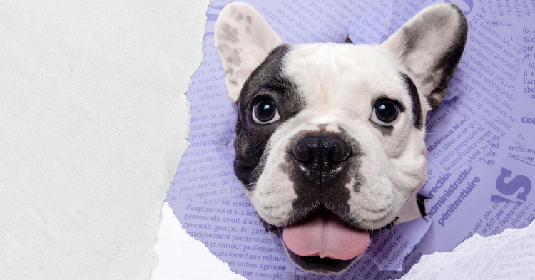 Sit. Stay. Read: How Dogs Can Help Improve Literacy