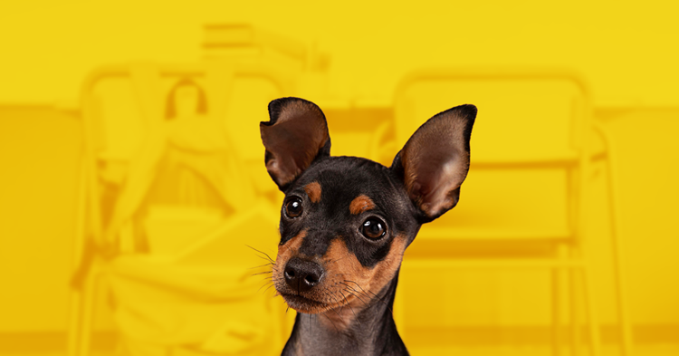 Permalink to The Case for Fido in the Classroom The Case for Fido in the Classroom