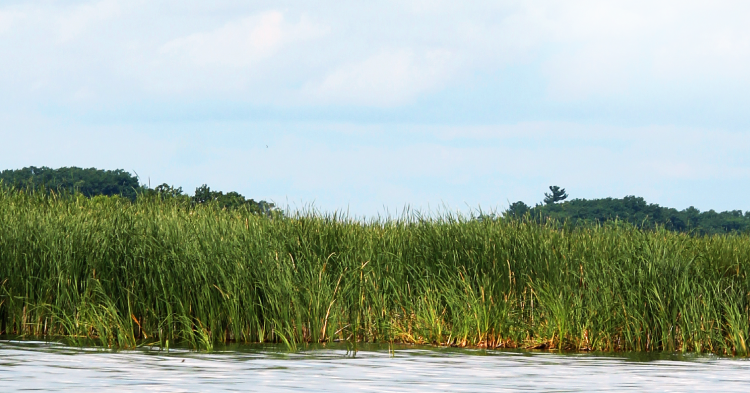 The Land Beneath My Feet